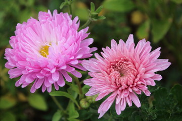 Pink Chrysanthemums and aster