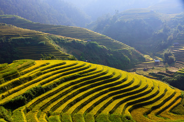 Rice fields on terraced in Northwest of Vietnam.