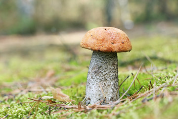 orange-cap mushroom in moss forest