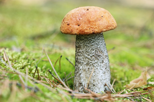 orange-cap mushroom in moss