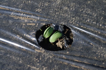 エダマメの発芽