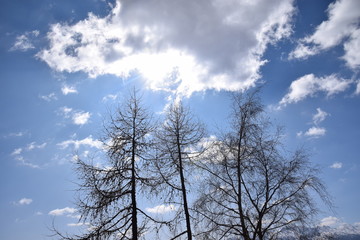 Fototapeta na wymiar Bäume im Gegenlicht
