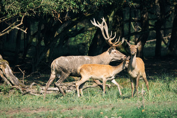 Naklejka na ściany i meble Red deer in mating season