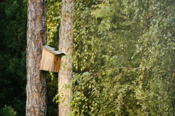 Bird house in the woods
