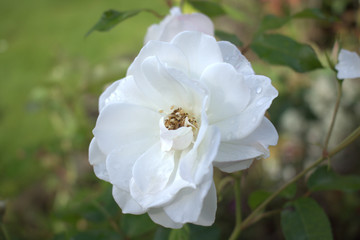 White rose with rain drops on petals