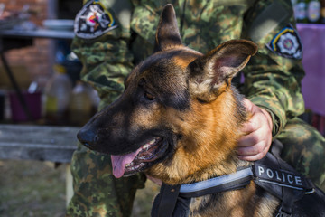 German Shepherd. war-dog