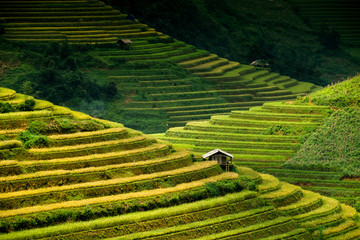 Rice fields on terraced in Northwest of Vietnam.