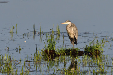 Graureiher in der Morgensonne.