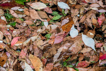Herbstlaub im Wasser
