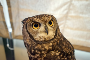 Owl