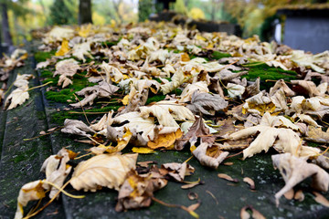 Jesienne liście © Pawel Gruntowicz