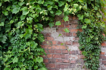 Ivy leaves overgrowing on an old brick wall, nature meets urban