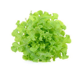 Fototapeta na wymiar green oak lettuce isolated on white