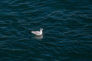 Sea gull floating at sea