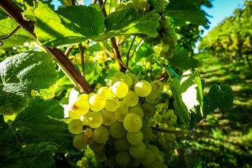 Reife Weintrauben am Rebstock