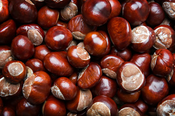 chestnut autumn background