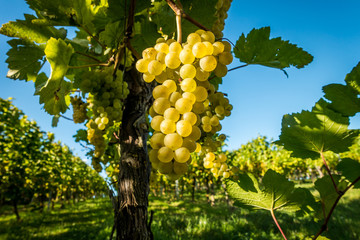 Reife Weintrauben am Rebstock