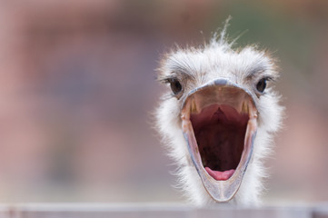Een struisvogel met wijd open snavel, verbaasd kijkend