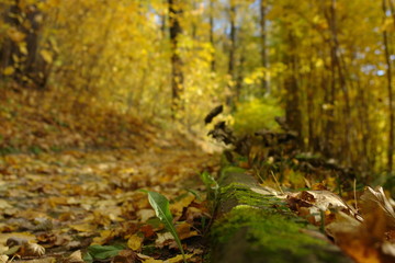 Colorful autumn landscape.Nature background