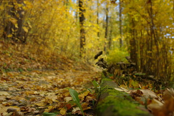 Colorful autumn landscape.Nature background