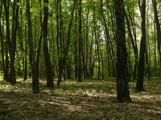 Грабовая роща.