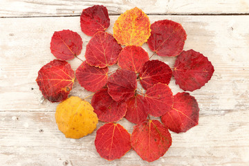 Fototapeta premium autumn leaf red aspen