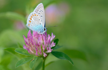 Common Blue  butterfly