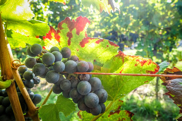 Reife Weintrauben am Rebstock