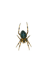 Cross Spider