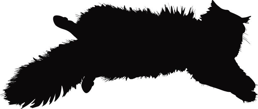 furry black cat on white background