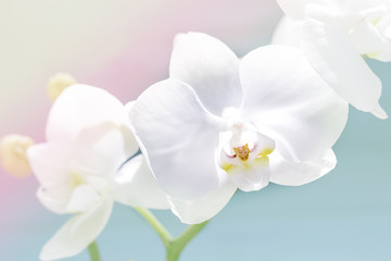 Fototapeta na wymiar delicate white orchid, orchid flowers branch