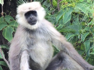 Obraz premium Hill Monkey (Langur)