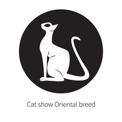 Oriental shorthair cat