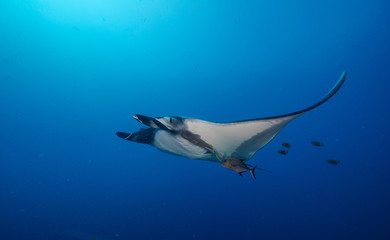 Manta ray swimming with remoras, Revillagigedo Islands, Mexico.