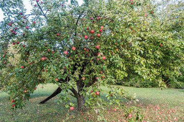 Fototapeta premium Reife Äpfel am Baum
