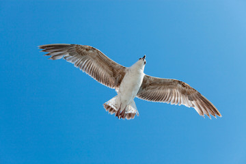 Obraz premium Seagull