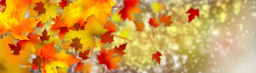 Naklejka na ściany i meble beautiful natural backdrop. autumn leaves and bokeh. banner.