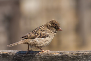 Chipping sparrow perched on the branch