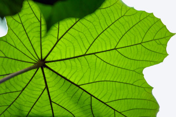 Green leaf texture,  abstract background
