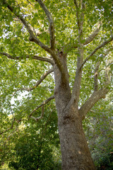 View up a beautiful old plane or sycamore tree with its green leaves and sunshine rays in the background.