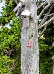 Mountain trail marker on a spruce or pine tree.