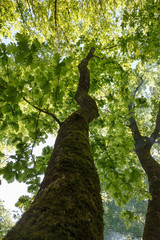 Fototapeta premium Green trees from below
