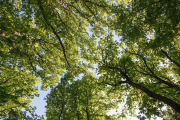 Green trees from below