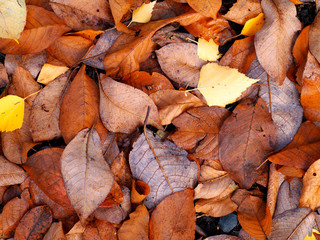 fallen leaves on the ground after rain