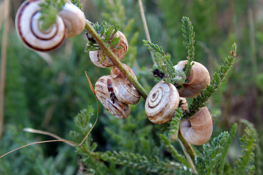 Caracoles en planta silvestre