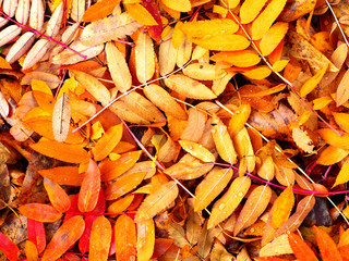 fallen rowan leaves on the ground after rain