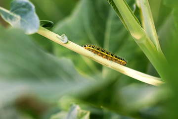 Yellow caterpillar on collard greens stem. Copy space