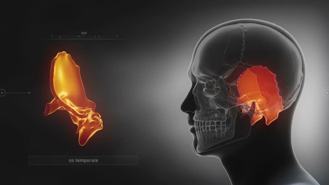 Black x-ray skull animation - Temporal bone - os temporale