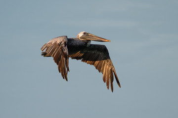 Brown pelican fly over sea