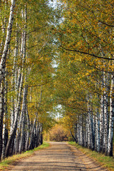 Obrazy na Plexi  Aleja brzozowa wczesną jesienią. Liście drzew żółkną - naturalne jesienne tło